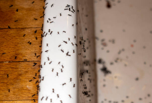 Best Pest Prevention Services  in Bluff City, TN
