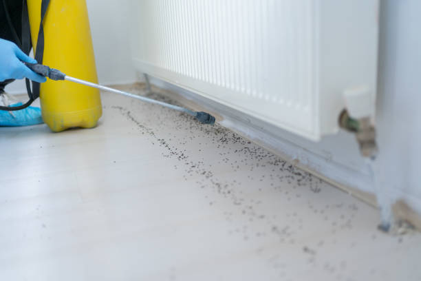 Best Wasp Removal Services  in Bluff City, TN