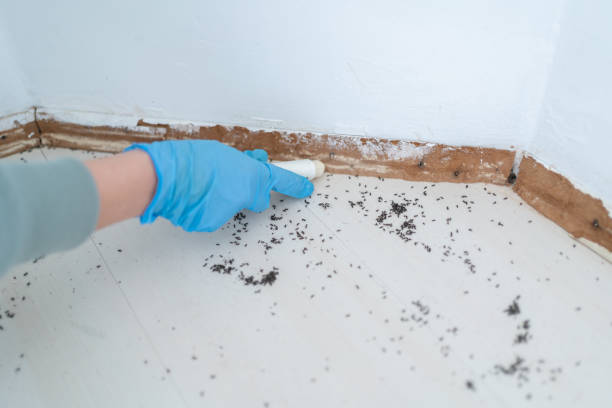 Best Pest Removal Services  in Bluff City, TN