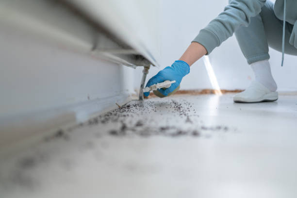 Best Local Pest Control Services  in Bluff City, TN